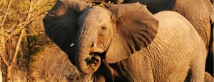 African Wild Elephants