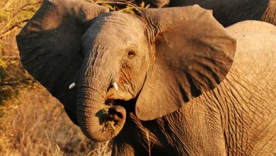 African Wild Elephants