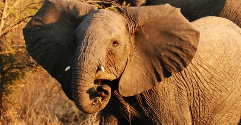 African Wild Elephants