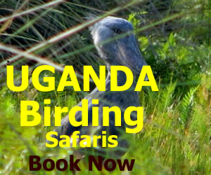 Uganda Safaris