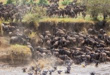 Wildebeest Migration in Tanzania