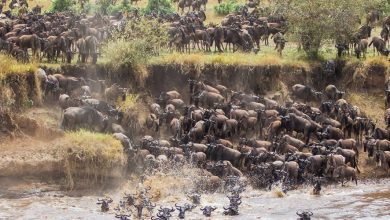 Wildebeest Migration in Tanzania