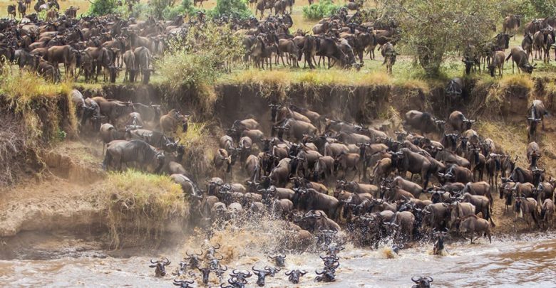 Wildebeest Migration in Tanzania