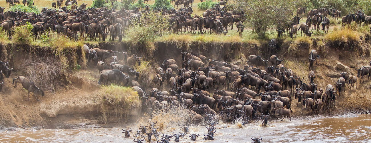 Wildebeest Migration in Tanzania