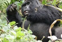 Uganda gorilla permit