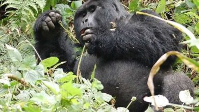 Uganda gorilla permit