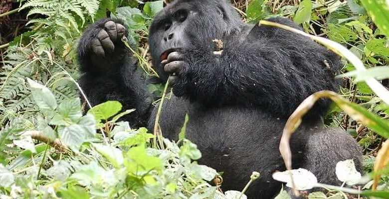 Uganda gorilla permit